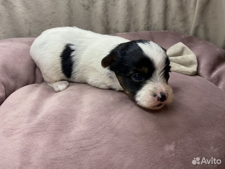 Девчушки йорка