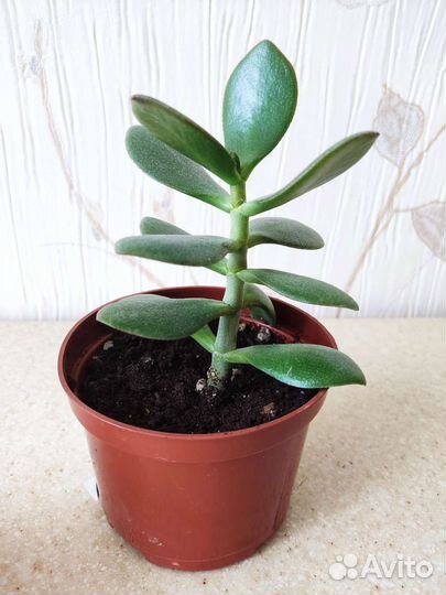 Денежное дерево, толстянка