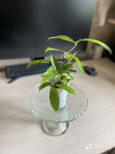 Драцена суркулоза