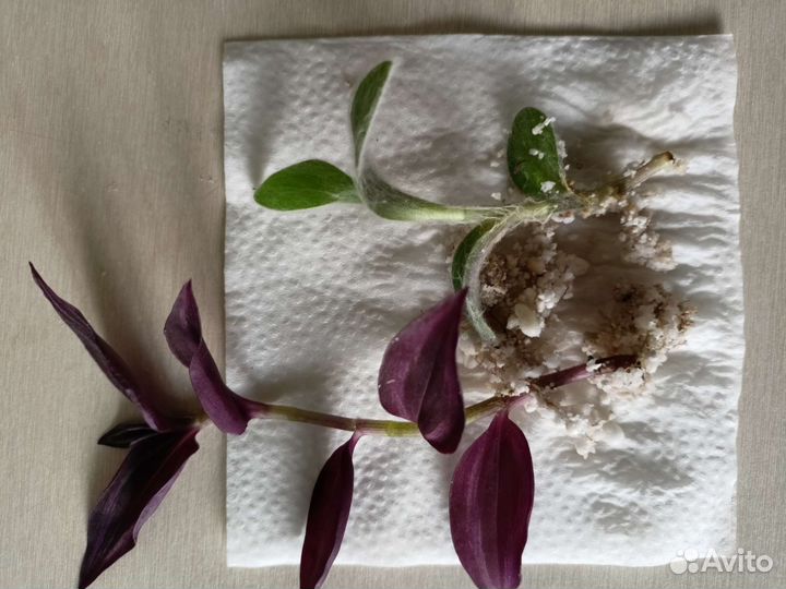 Набор традесканций