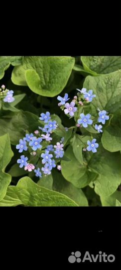 Брунера растения