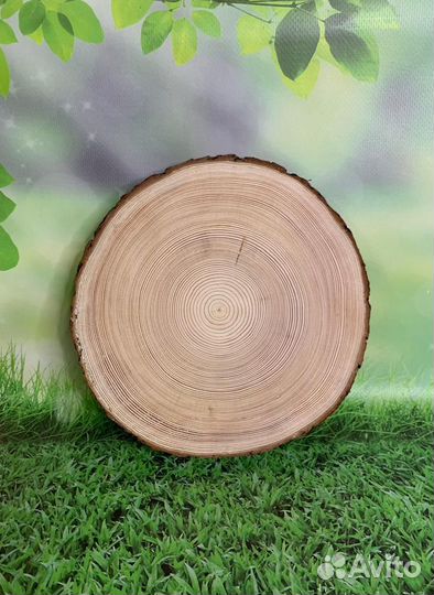 Спил слэб дерева дуб сосна