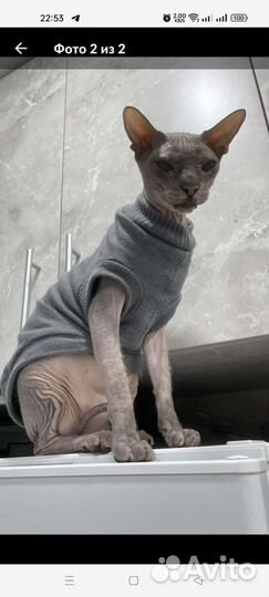 Одежда для собак и кошек