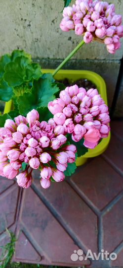 Пеларгония тюльпанка. Возраст 9 мес. Цветунья