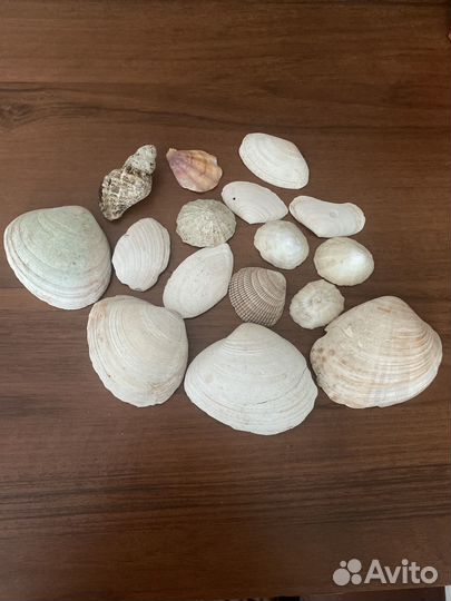 Морские ракушки