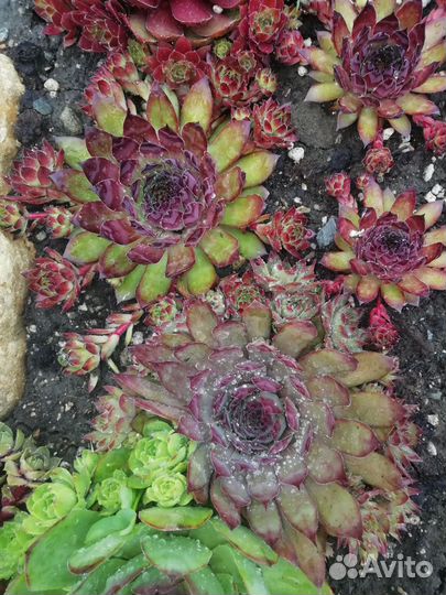 Sempervivum, каменная роза, молодило