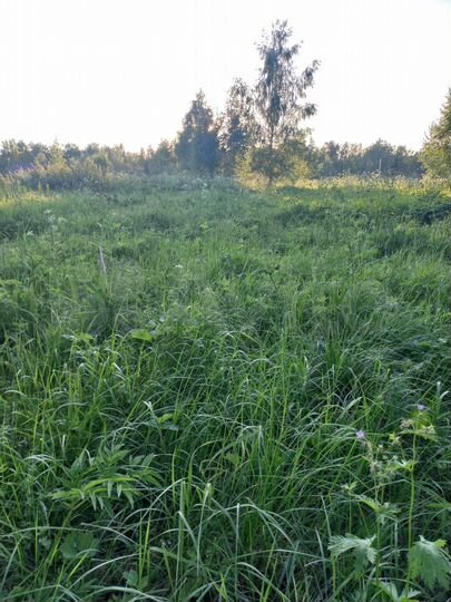 Участок 50 сот. (ИЖС)