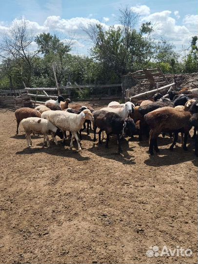 Овцы бараны