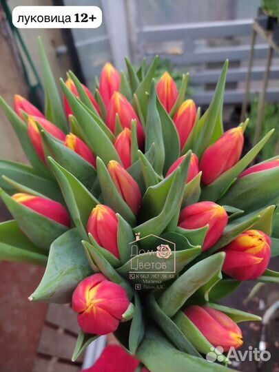 Тюльпаны (букеты)