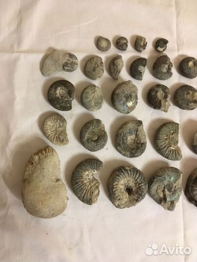 Аммониты набор