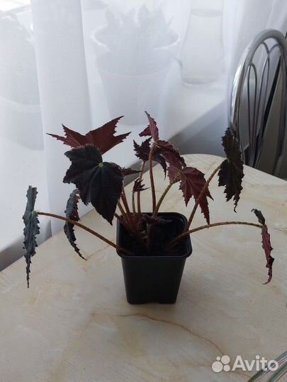 Бегония Черный Бархат