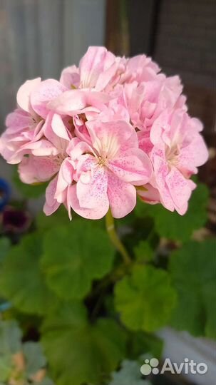 Лилейники, герань, бальзамин