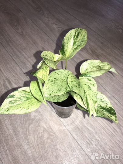 Аглаонема,сансевьерия,хойя,сингониум