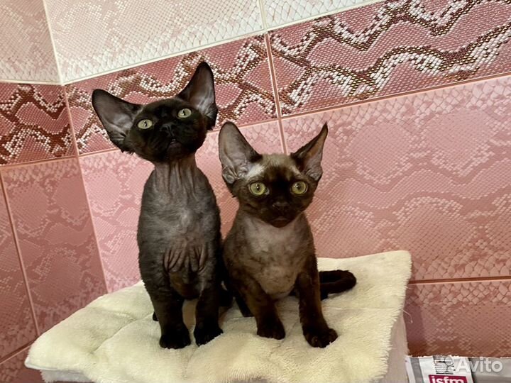 Девон рекс котята негритята