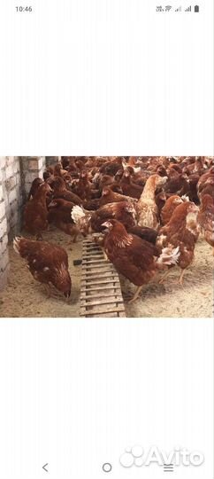 Куры молодые 4 мес
