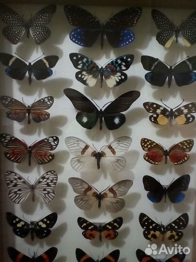 Бабочка птицекрыл Приам