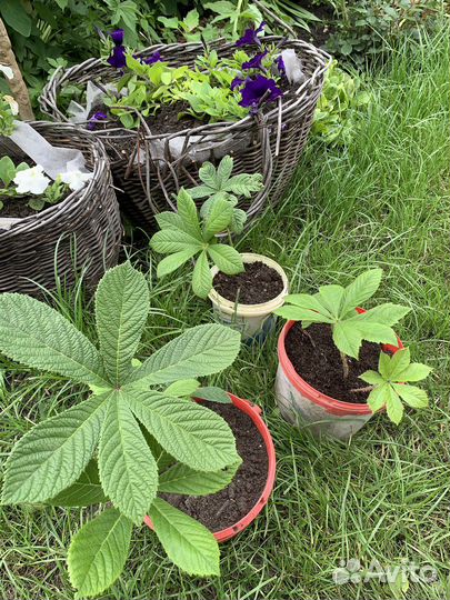 Многолетние садовые растения