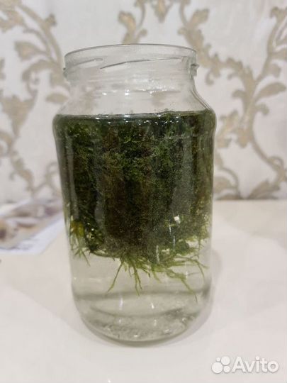 Аквариумные растения