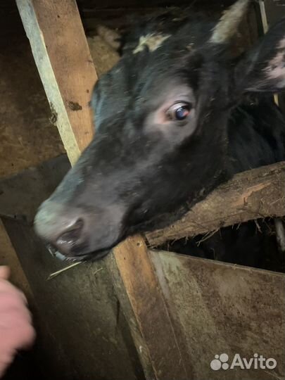 Дойная корова и телята