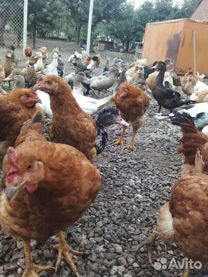 Цветной бройлер петухи и индоутки