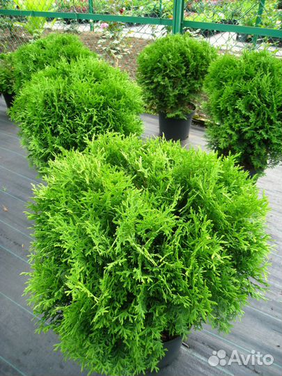 Туя западная Литл Гиант Little Giant