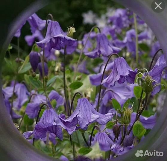 Клематис эриостемон