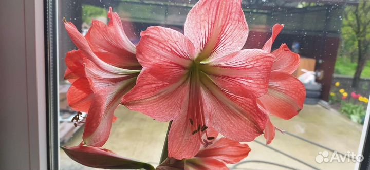 Гименокаллис, спатифиллум, гиппеаструм, суккуленты