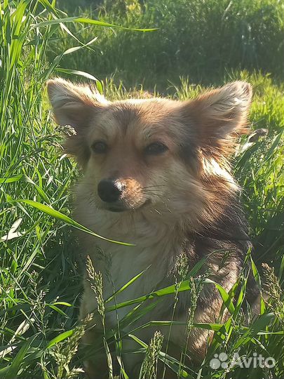 Собака щенки