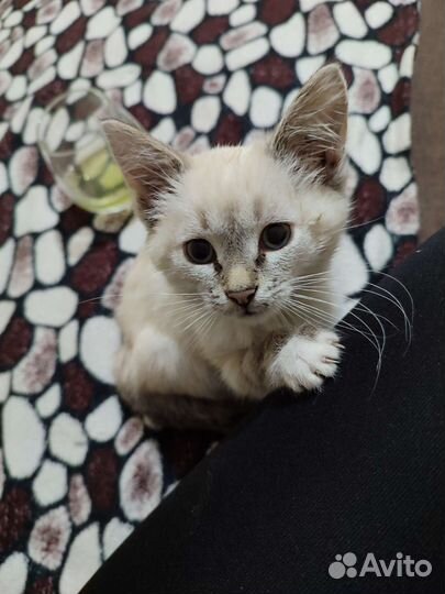 Котëнок