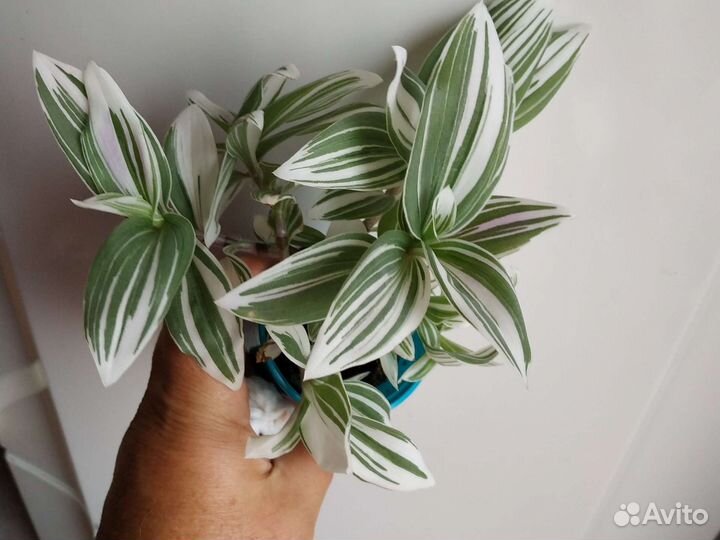 Традесканция