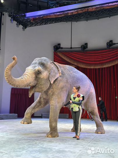 Билеты в цирк на Достоевской