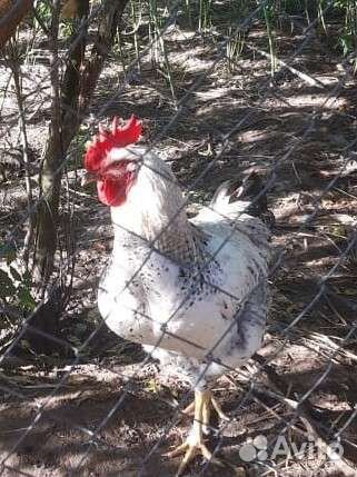 Молодые петушки от домашних кур