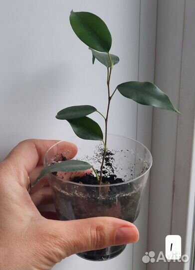 Растения для дома