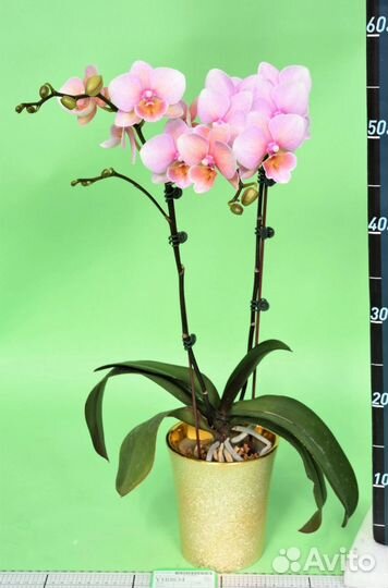 Орхидея фаленопсис