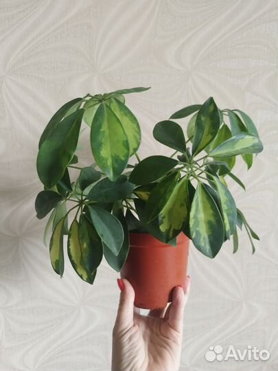 Фикус Бенджамина вариегатный, Шеффлера вариегатная