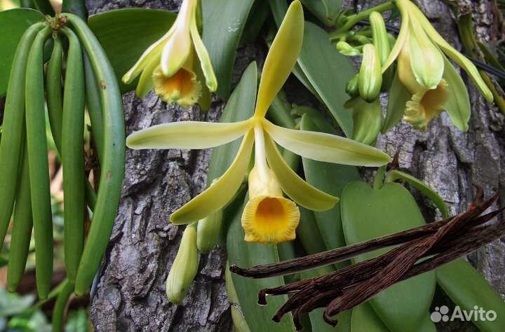 Орхидея ваниль пищевая. (Вариегатная)