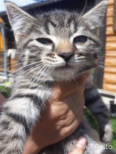 Котодети в добрые руки