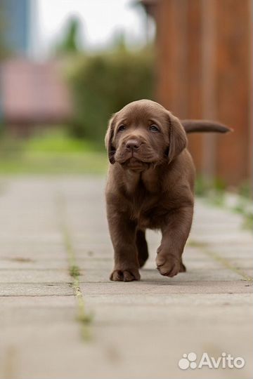 Шикарные щенки лабрадора