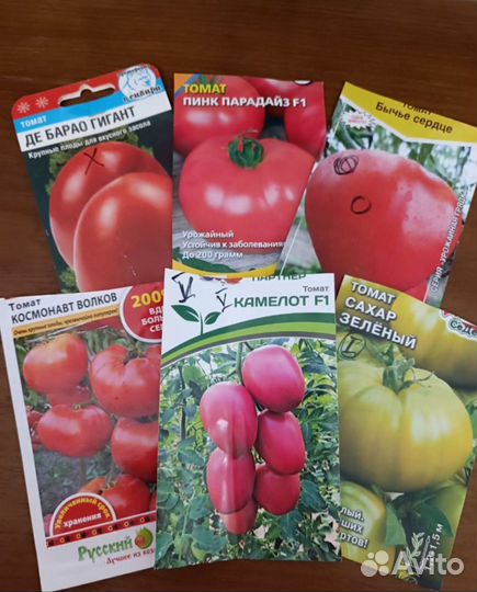 Рассада помидор