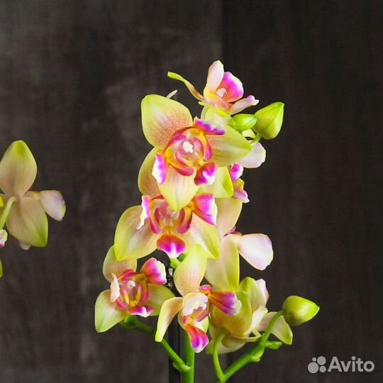 Орхидея Фаленопсис Пелорик лимонно-розовая 2 ст