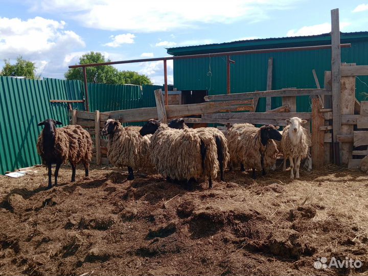 Овцы бараны ягнята
