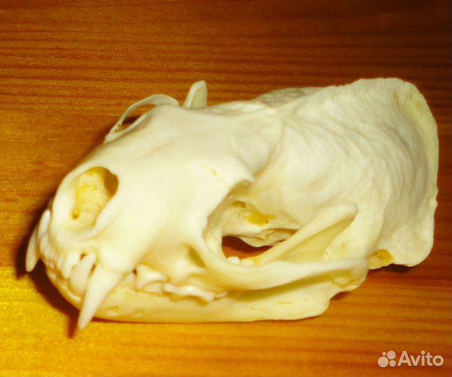 Алтайские и Якутские Амулеты, Шаманские обереги