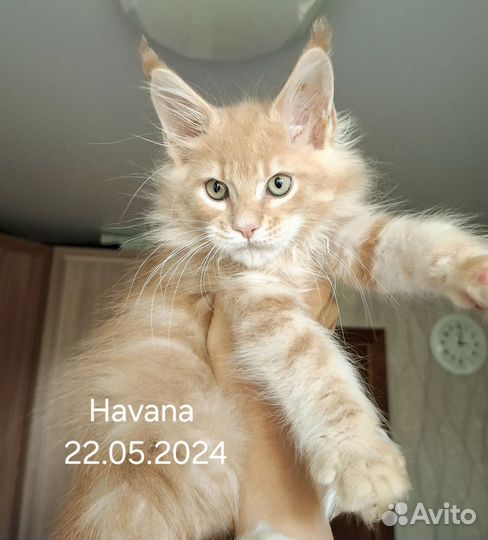 Мейн-кун кошечка в совладение