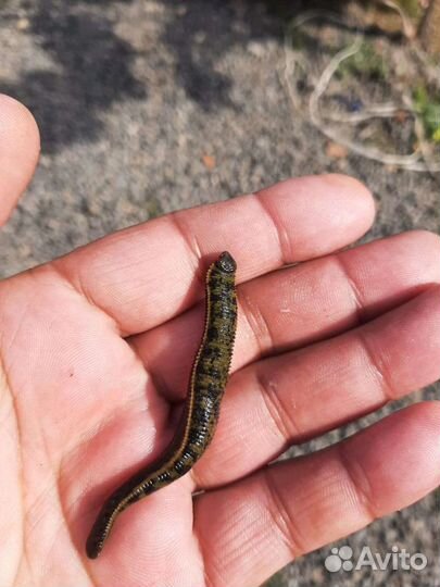 Восточные пиявки из Азербайджана0,7-1,4 гр