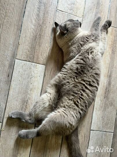 Шотланский кот в дар