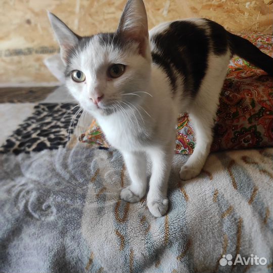 Кошка
