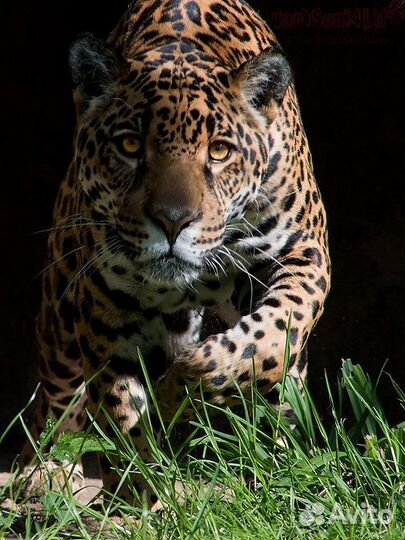 Передержка кошек и собак на время отпуска