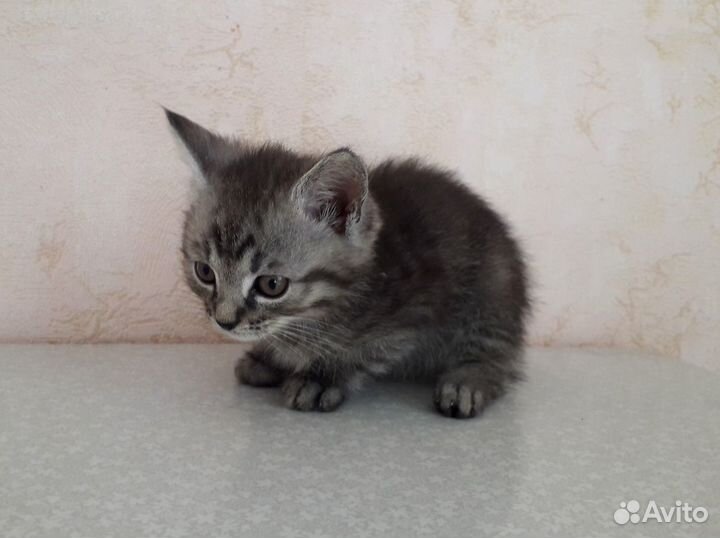 Котенок мальчик 2 месяца
