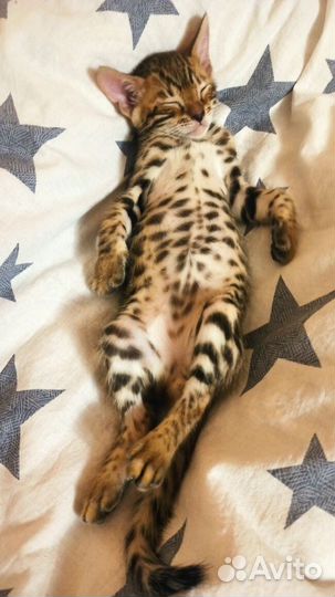 Бенгальские котята