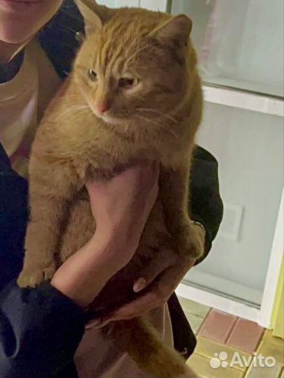 Милый кот рыжик мерзнет
